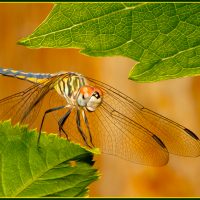 Dragonfly - Howard Hunt